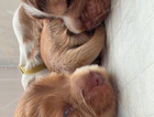 puppy