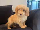 Puppy