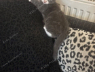 kitten