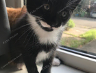 kitten