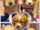 Puppy