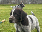 puppy