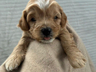 puppy