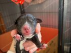 puppy