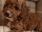 puppy