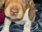 Puppy