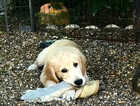 Puppy