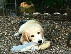 albie
