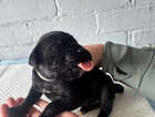Puppy
