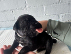 puppy