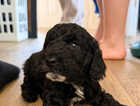 Puppy