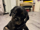 puppy jellybean