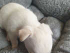 Puppy