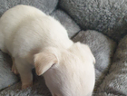 puppy