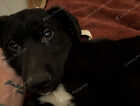 Puppy