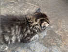 Kitten