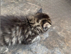 kitten