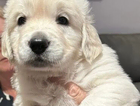 puppy