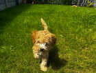 Puppy