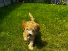 puppy