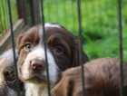 Puppy