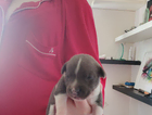 puppy