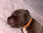puppy
