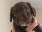 puppy
