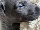 Puppy