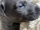puppy