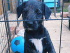puppy