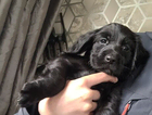 puppy