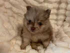 Puppy