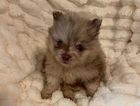 puppy