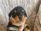 puppy