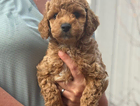 puppy light green