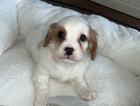 puppy