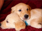 puppy