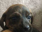 Puppy