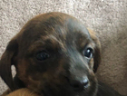 puppy