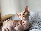 kitten