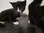 kitten