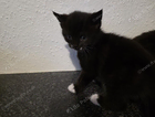 kitten