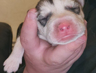 puppy