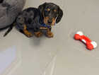 Puppy