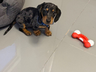 puppy