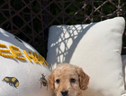 puppy
