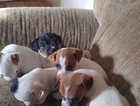 Puppy