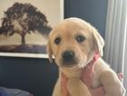 puppy