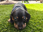 Puppy